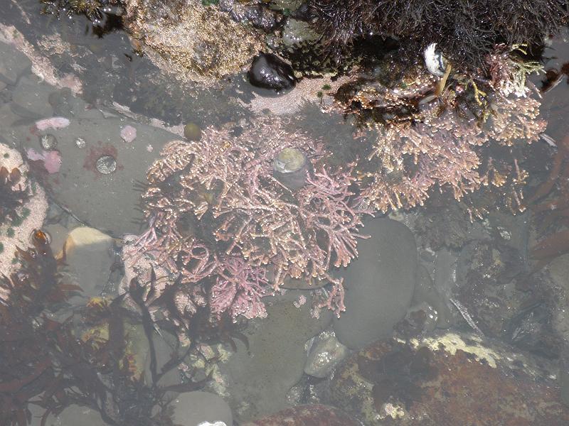 P6182030 Fitzgerald Reserve.JPG